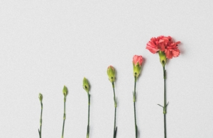 A row of individual flowers in progressive states of budding, demonstrating how a writer can create writing motivation to bloom a beautiful story. (Also, it looks can of like a plant-based bar graph, which is cool, too.)