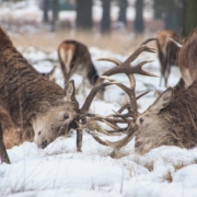 Two deer head-to-head with their antlers interlocked, struggling in the same way that writing is struggle because the deer get us!