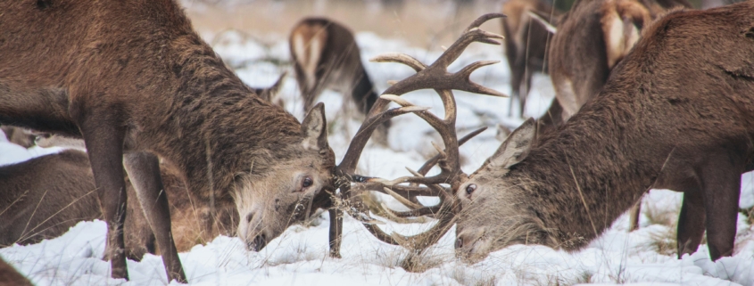 Two deer head-to-head with their antlers interlocked, struggling in the same way that writing is struggle because the deer get us!